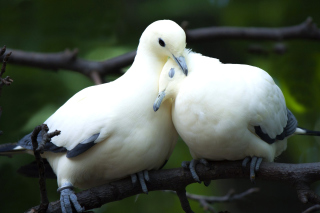 Free Pigeon Couple Picture for Android, iPhone and iPad