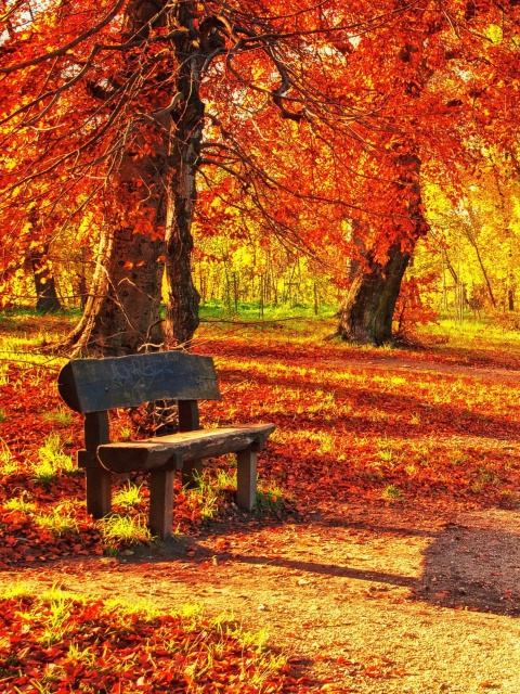 Das Autumn Park Wallpaper 480x640