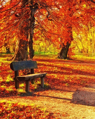 Autumn Park Background for 240x320
