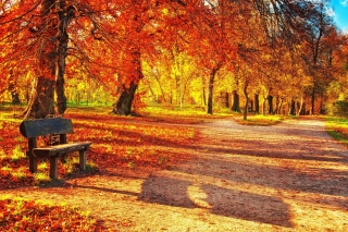 Autumn Park Picture for Android, iPhone and iPad