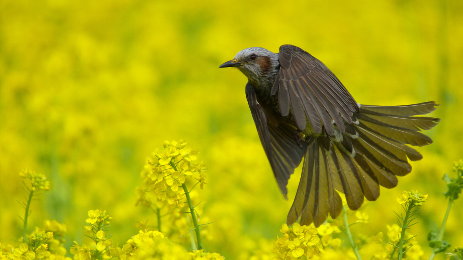 Fondo de pantalla Modulatrix Spot throat Bird 1600x900