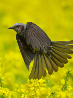 Fondo de pantalla Modulatrix Spot throat Bird 240x320