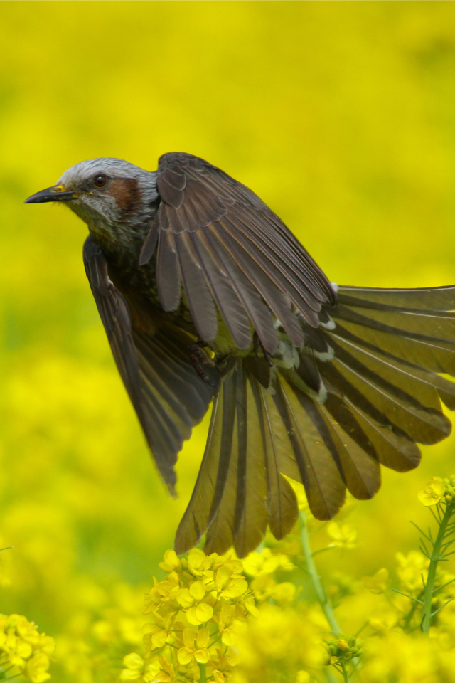 Fondo de pantalla Modulatrix Spot throat Bird 640x960