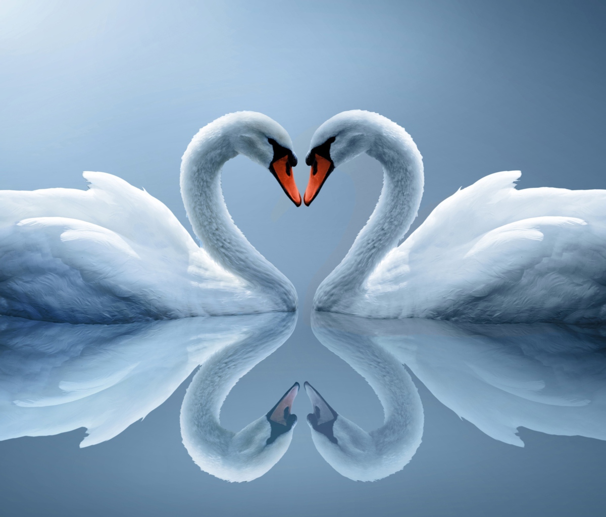 Swans Couple wallpaper 1200x1024