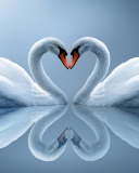 Swans Couple wallpaper 128x160