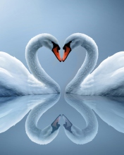 Swans Couple wallpaper 176x220