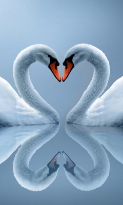 Обои Swans Couple 240x400