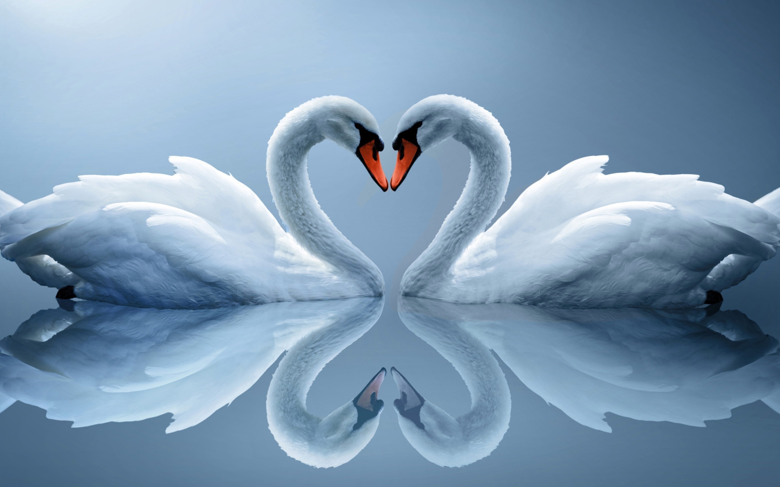 Screenshot №1 pro téma Swans Couple 2560x1600