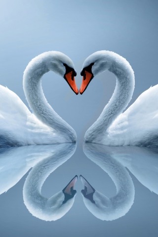 Swans Couple wallpaper 320x480