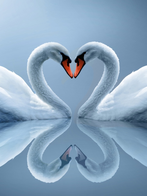 Das Swans Couple Wallpaper 480x640