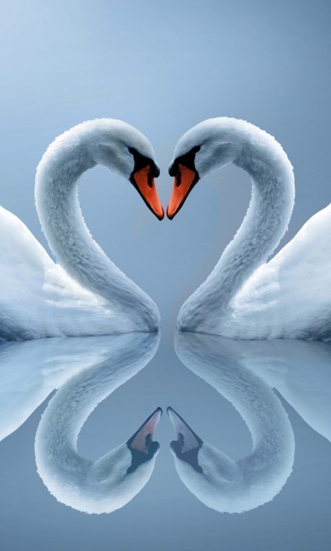 Обои Swans Couple 480x800
