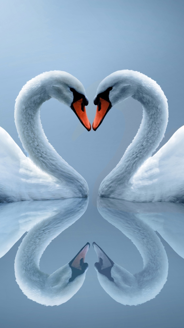 Das Swans Couple Wallpaper 640x1136