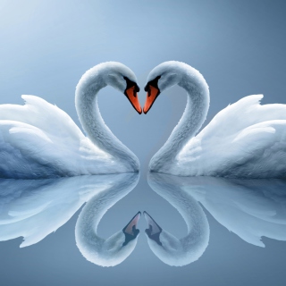 Swans Couple Wallpaper for iPad 3