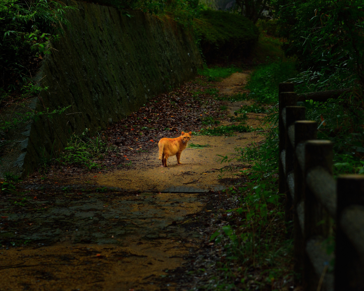 Screenshot №1 pro téma Golden Cat Walking In Forest 1280x1024
