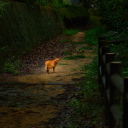 Sfondi Golden Cat Walking In Forest 128x128