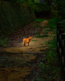 Sfondi Golden Cat Walking In Forest 128x160