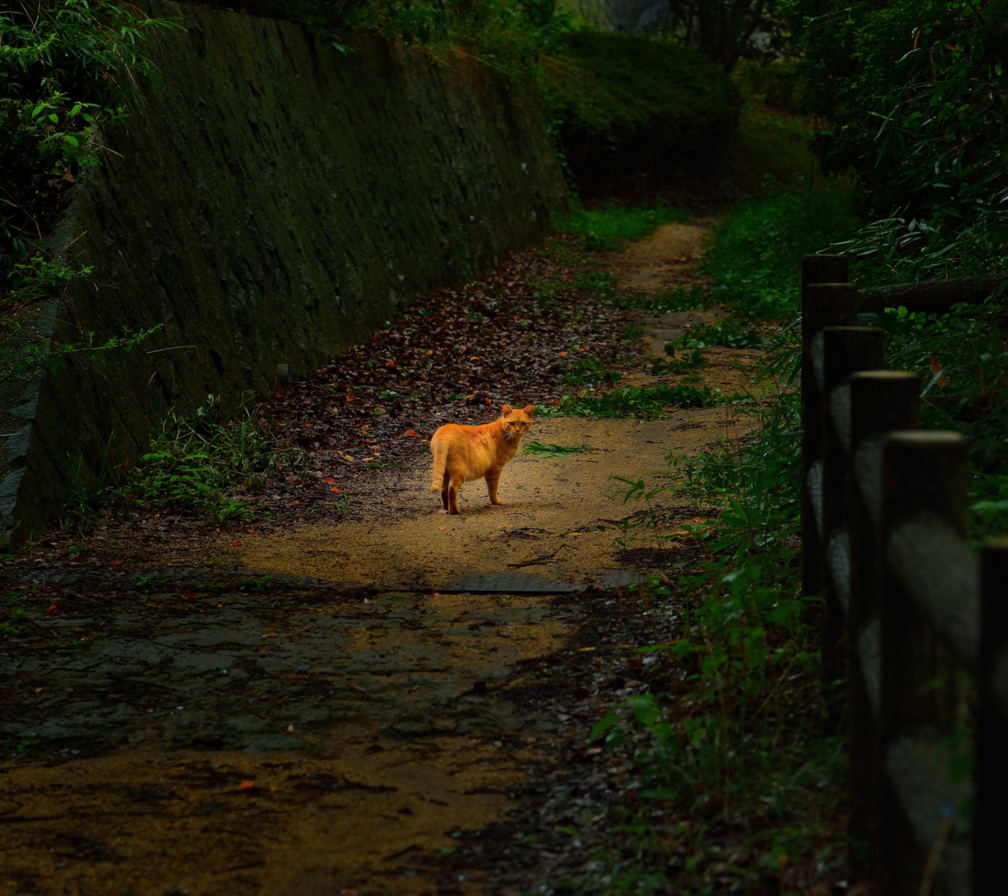 Golden Cat Walking In Forest wallpaper 1440x1280