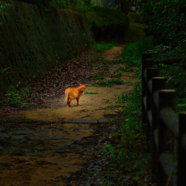 Golden Cat Walking In Forest screenshot #1 208x208