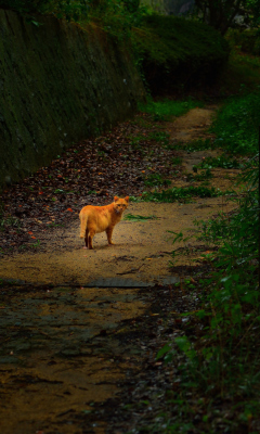 Sfondi Golden Cat Walking In Forest 240x400
