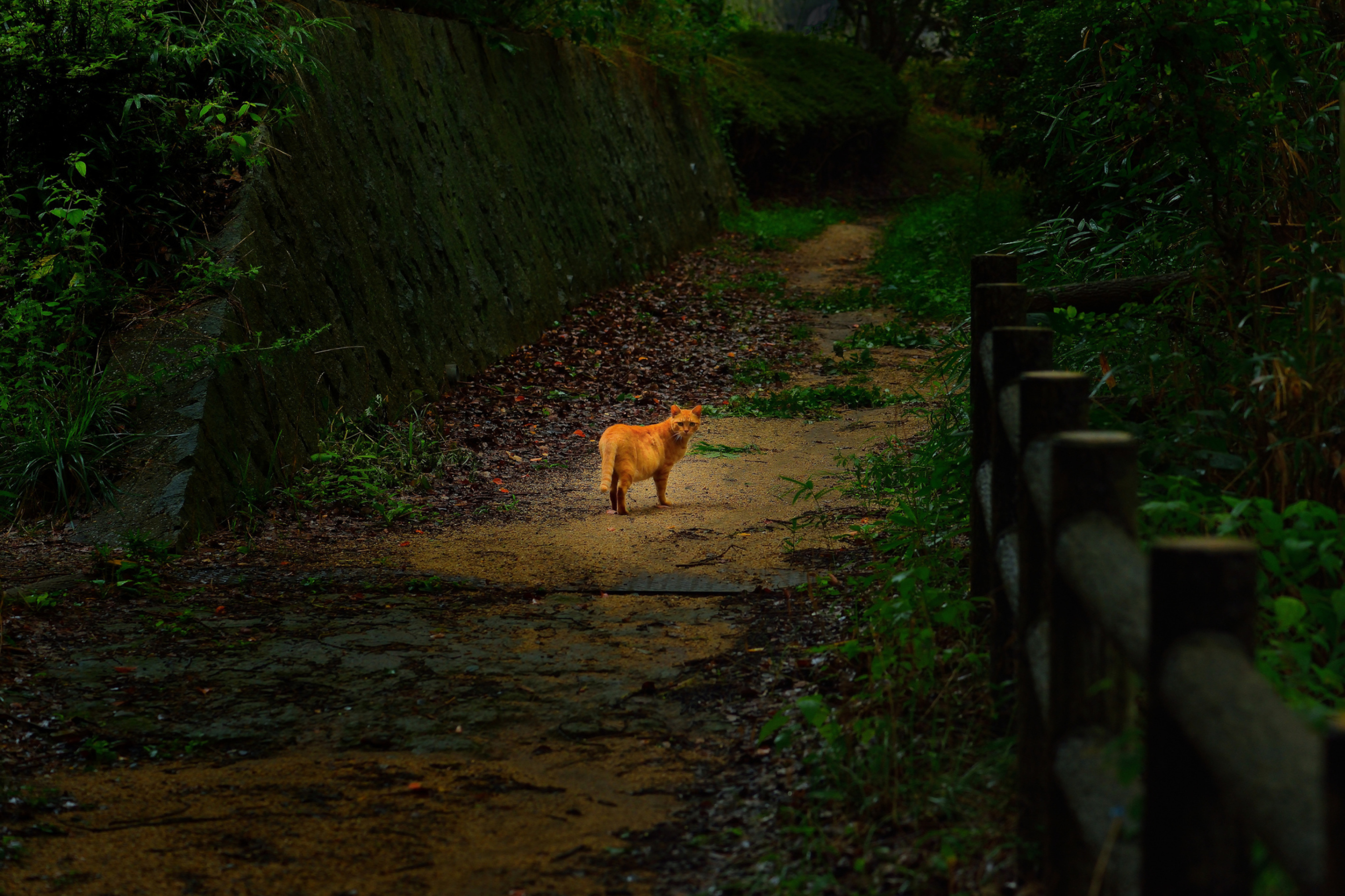 Sfondi Golden Cat Walking In Forest 2880x1920