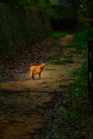 Golden Cat Walking In Forest wallpaper 320x480