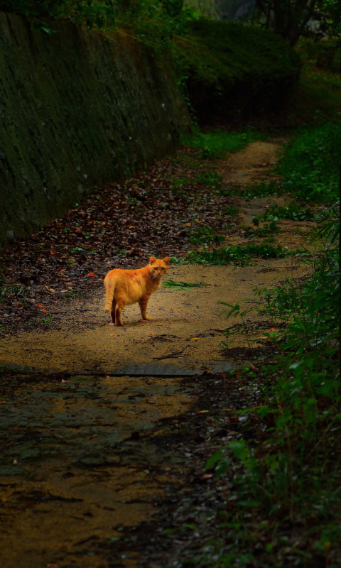 Das Golden Cat Walking In Forest Wallpaper 480x800