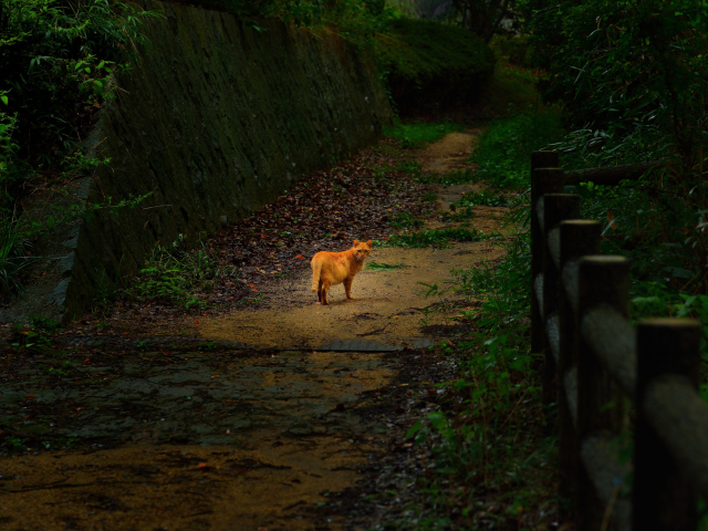 Das Golden Cat Walking In Forest Wallpaper 640x480