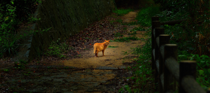 Screenshot №1 pro téma Golden Cat Walking In Forest 720x320