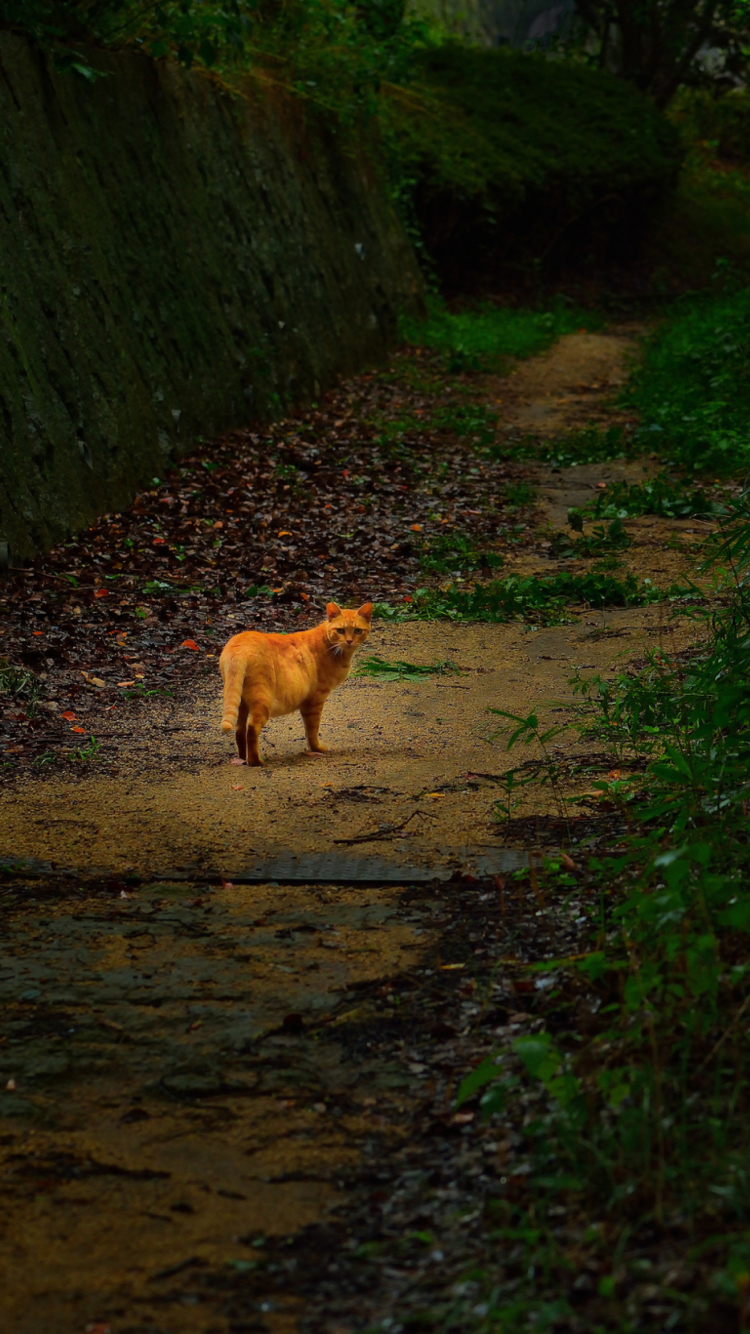 Das Golden Cat Walking In Forest Wallpaper 750x1334