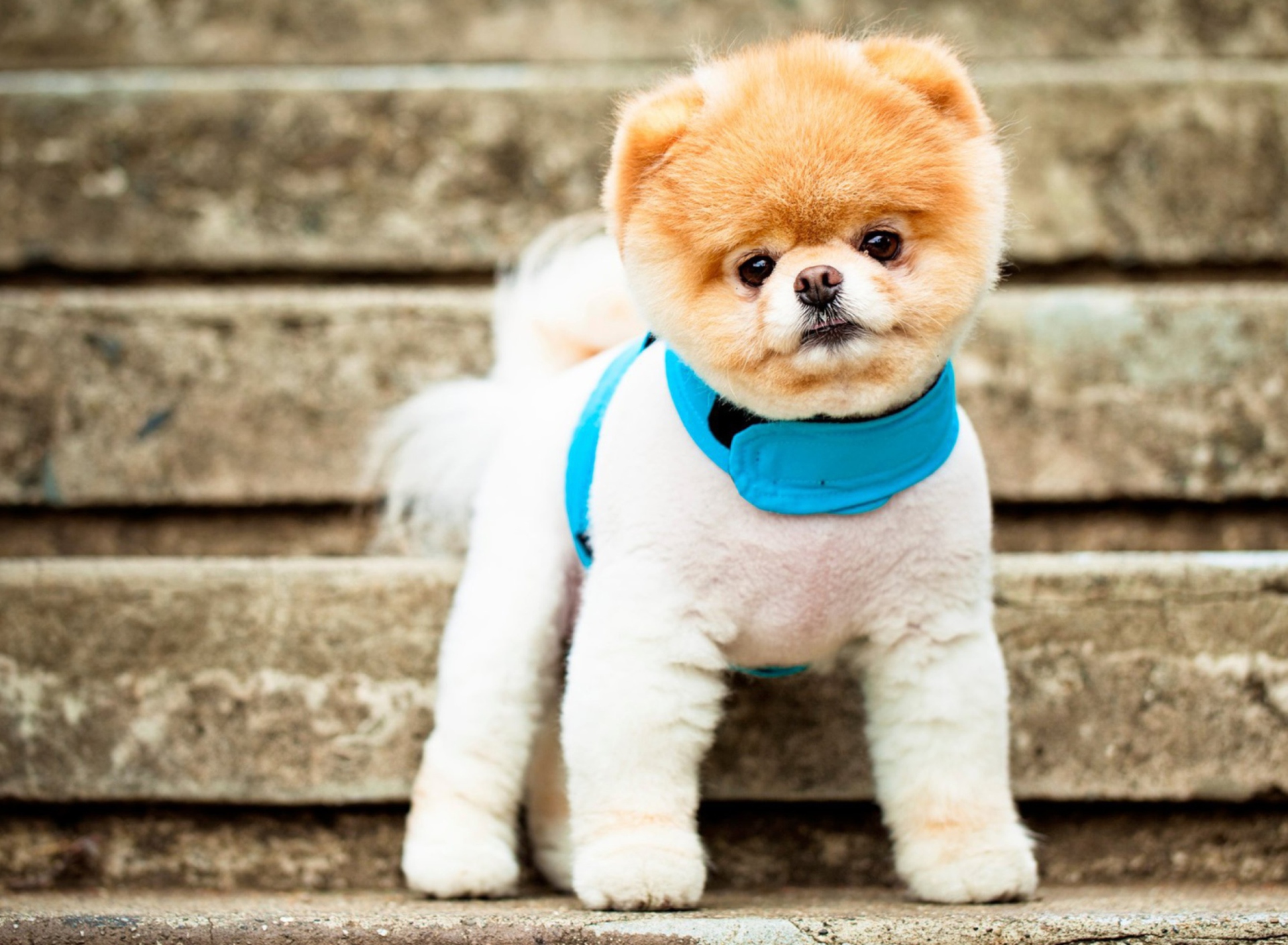 Das Boo The Cutest Dog Wallpaper 1920x1408