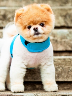 Boo The Cutest Dog wallpaper 240x320