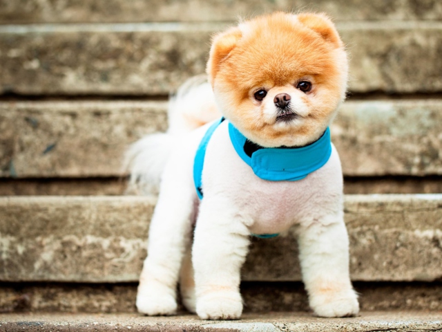 Das Boo The Cutest Dog Wallpaper 640x480