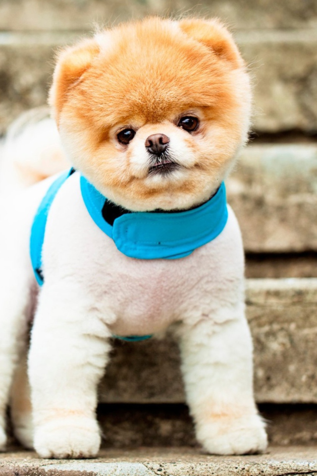 Sfondi Boo The Cutest Dog 640x960