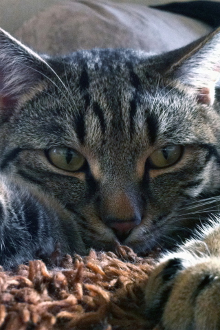 Fondo de pantalla Cute Cat 320x480