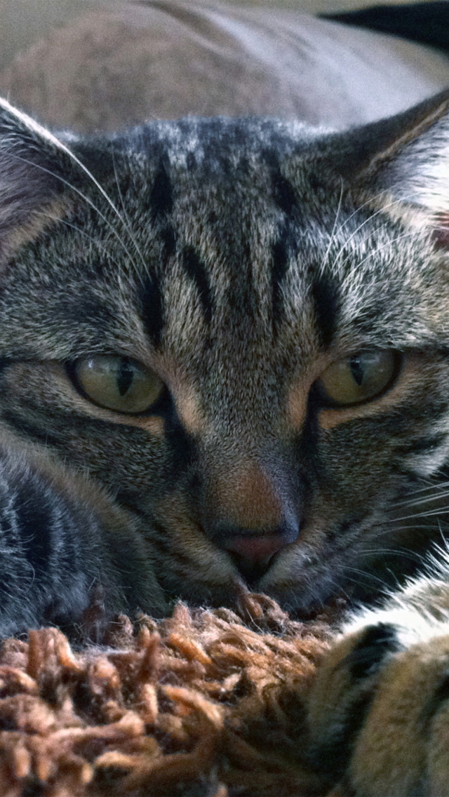Cute Cat screenshot #1 640x1136