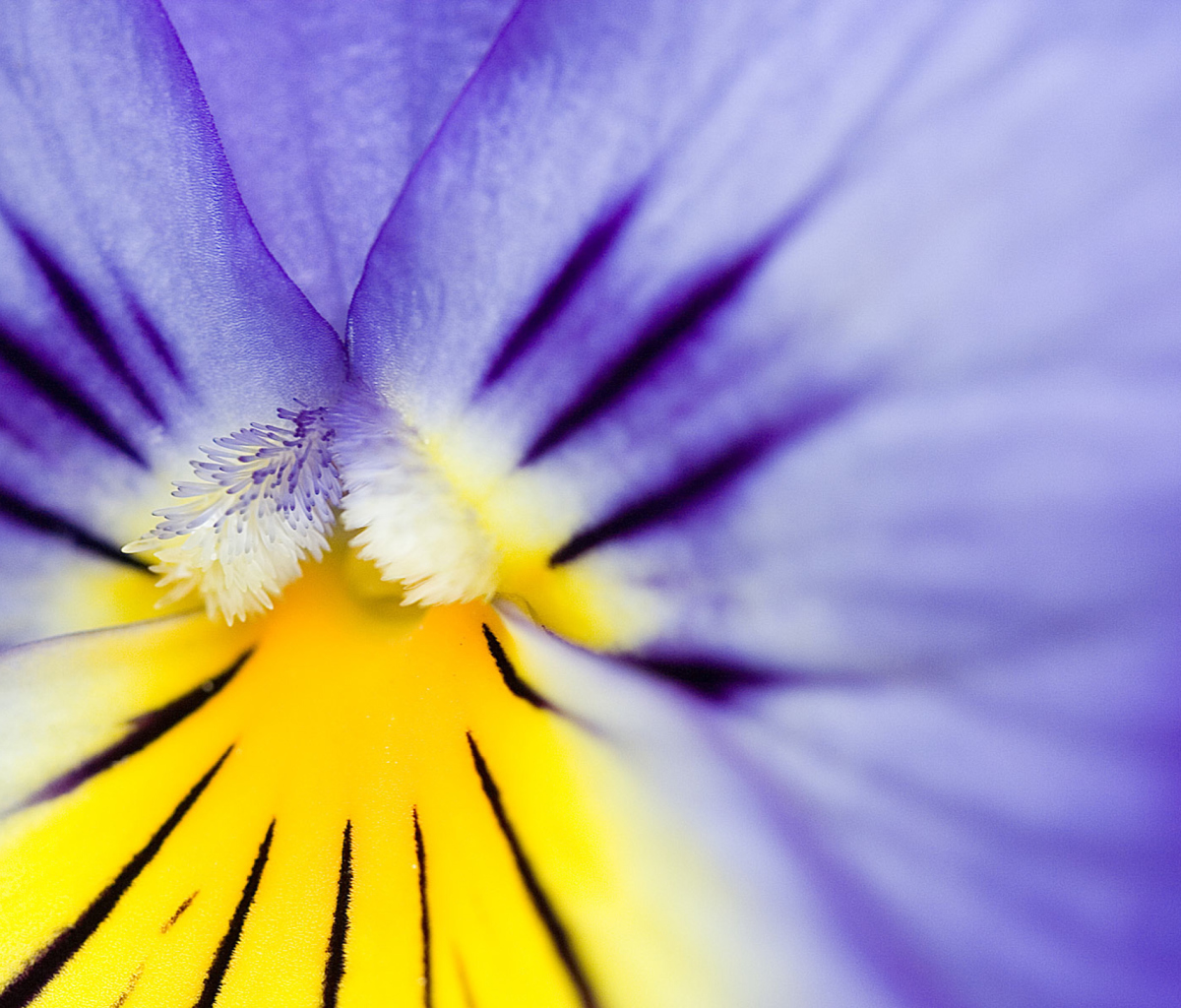 Sfondi Yellow Purple Flower 1200x1024