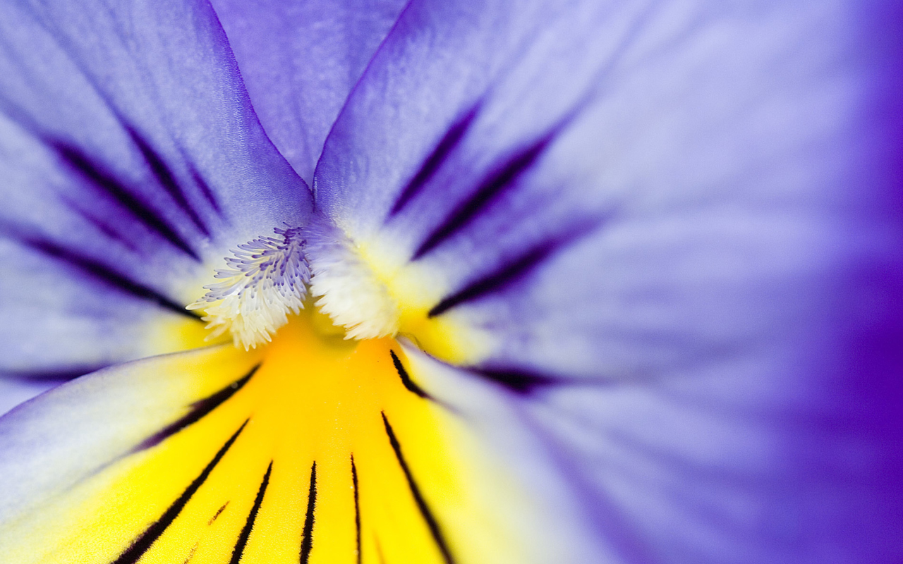 Yellow Purple Flower screenshot #1 1280x800