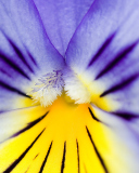 Yellow Purple Flower screenshot #1 128x160