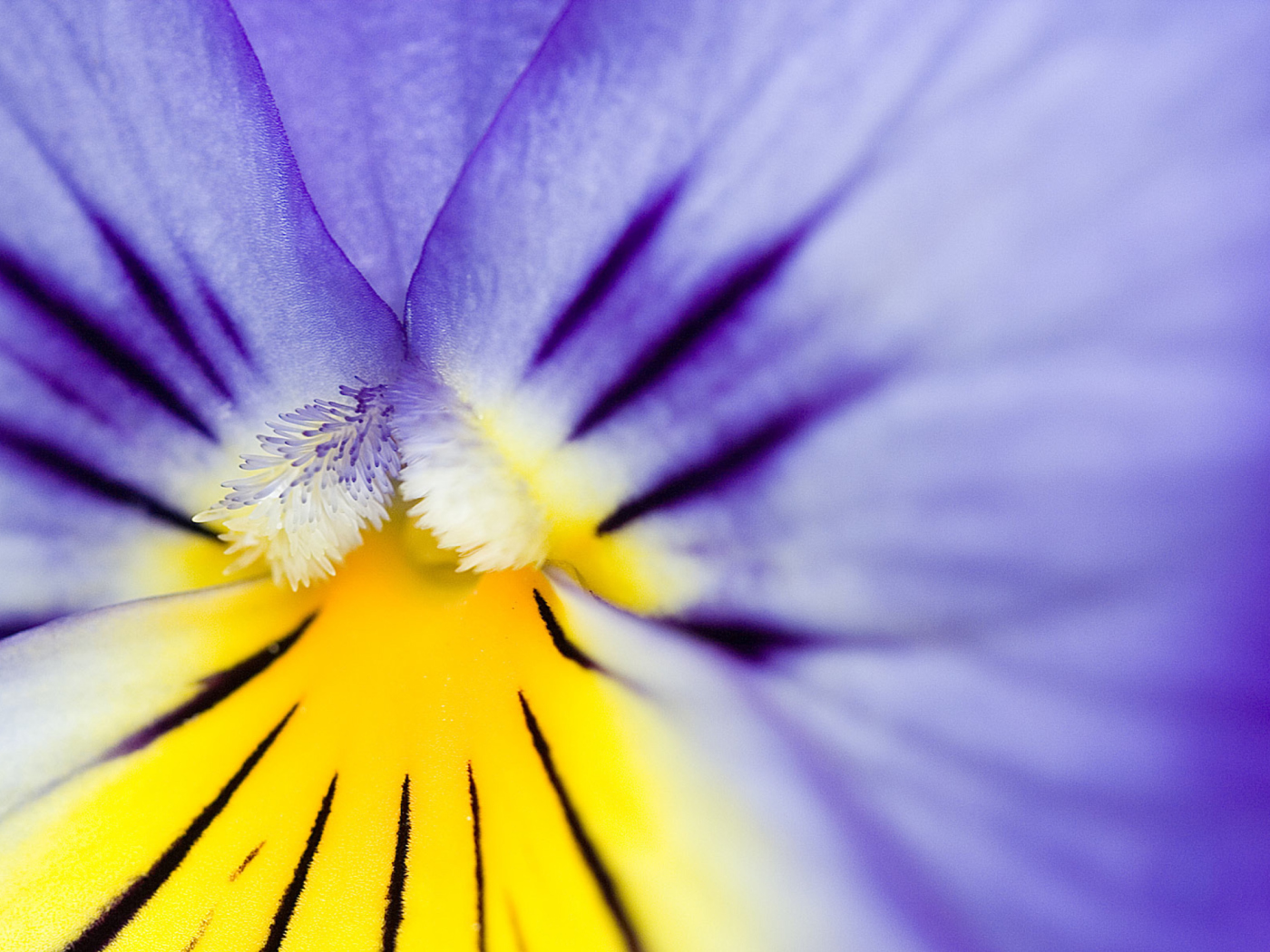 Yellow Purple Flower screenshot #1 1400x1050
