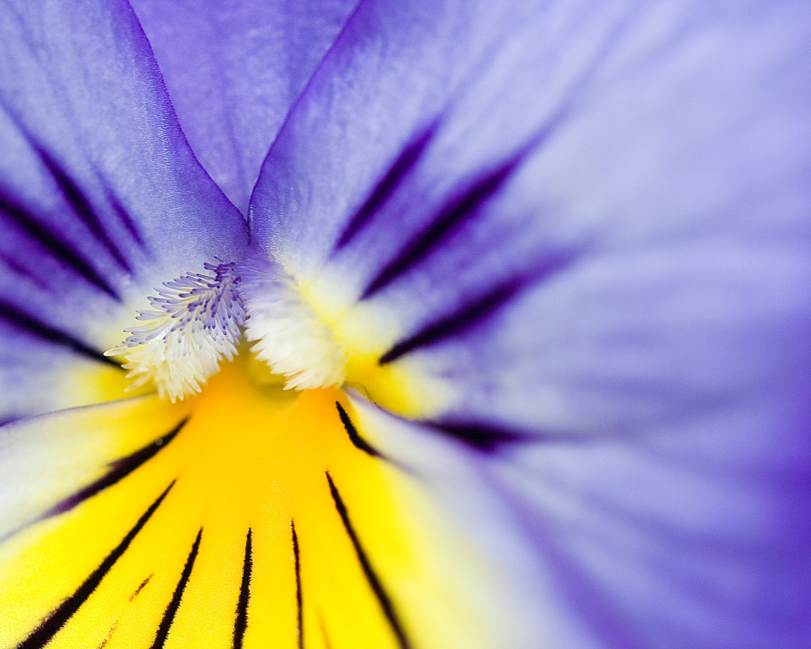 Sfondi Yellow Purple Flower 1600x1280