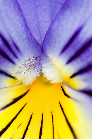 Fondo de pantalla Yellow Purple Flower 320x480