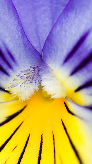 Обои Yellow Purple Flower 360x640