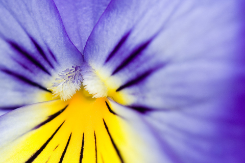 Fondo de pantalla Yellow Purple Flower 480x320