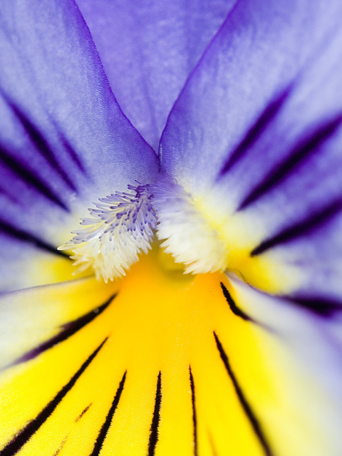 Обои Yellow Purple Flower 480x640