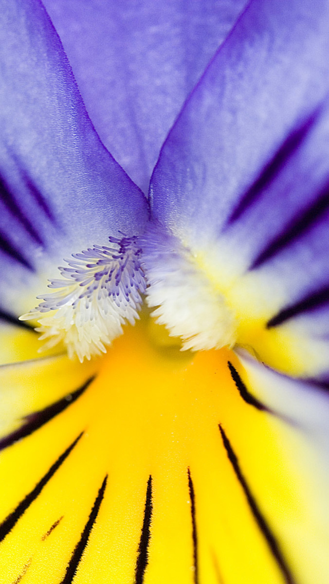 Fondo de pantalla Yellow Purple Flower 640x1136