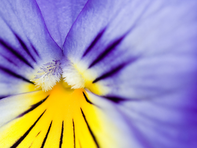 Fondo de pantalla Yellow Purple Flower 640x480