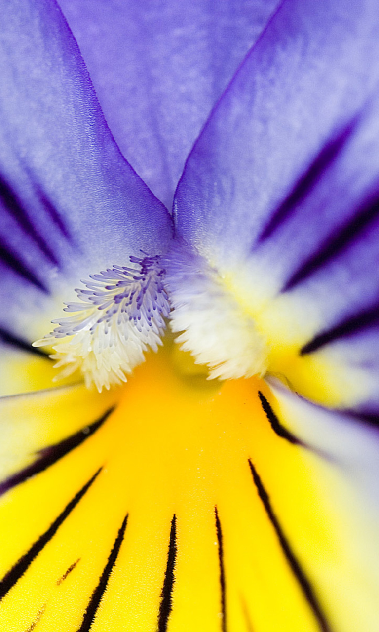 Обои Yellow Purple Flower 768x1280