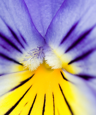 Yellow Purple Flower - Obrázkek zdarma pro Nokia C7