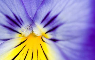 Yellow Purple Flower papel de parede para celular 