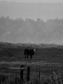 Cow screenshot #1 240x320